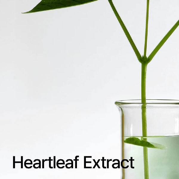 گیاه برگ قلبی HEARTLEAF